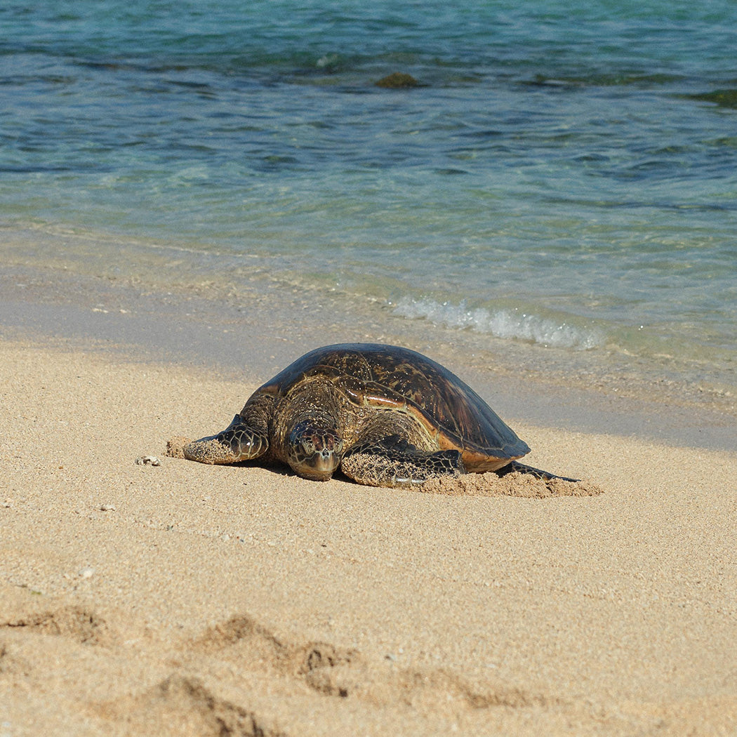 Schildkröte am Strand, umgeben von sanften Wellen – PURELEI inspiriert.